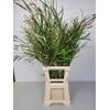 EUC GREVILLEA PB EXTRA