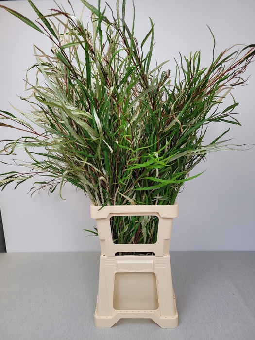 EUC GREVILLEA PB EXTRA