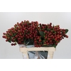 Hypericum Magical Seasons
