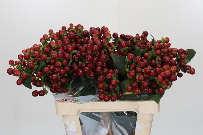 Hypericum Magical Seasons