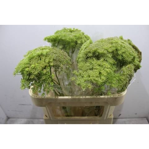 Ammi Majus