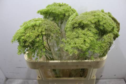 <h4>Ammi Majus</h4>