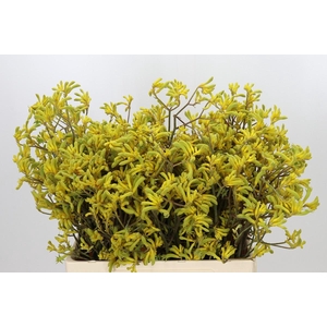 Anigozanthos Bush Down