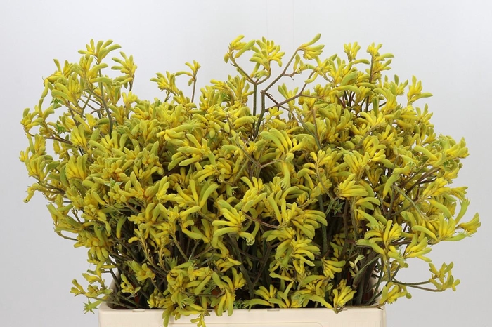 <h4>Anigozanthos Bush Down</h4>