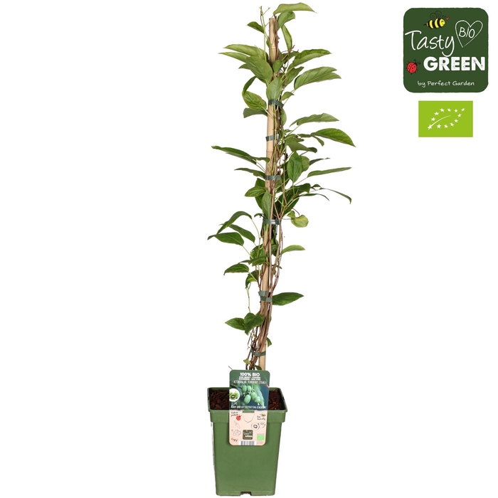 <h4>Actinidia arguta 'Kiwiberry' (Issai) Bio P23</h4>