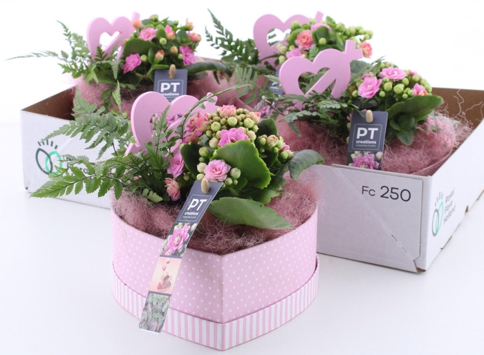 <h4>ARR KAMERPL</h4>