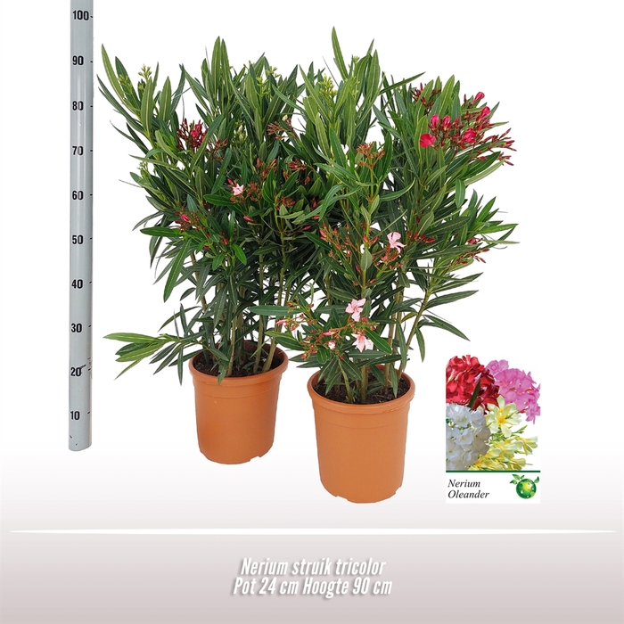 <h4>Nerium oleander   ...</h4>