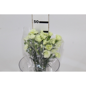 CRAVO SPRAY PAPYRUS 050 CM
