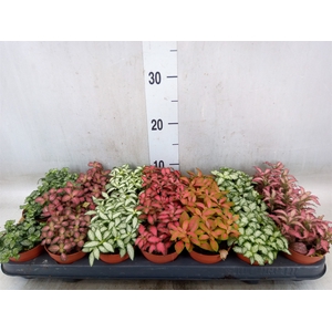 Fittonia   ...mix 7
