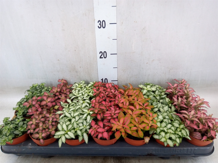 <h4>Fittonia   ...mix 7</h4>