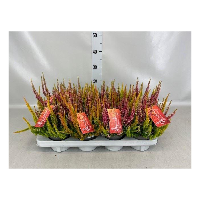 <h4>Calluna vulg. 'Beauty L' ..mix</h4>