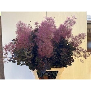 Cotinus C Mag Red Torch
