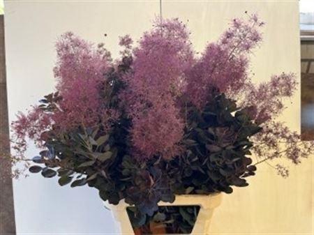 <h4>Cotinus C Mag Red Torch</h4>