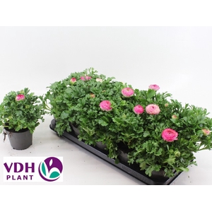 Ranun Sprink Dw Pink