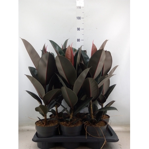 Ficus elastica 'Abidjan'