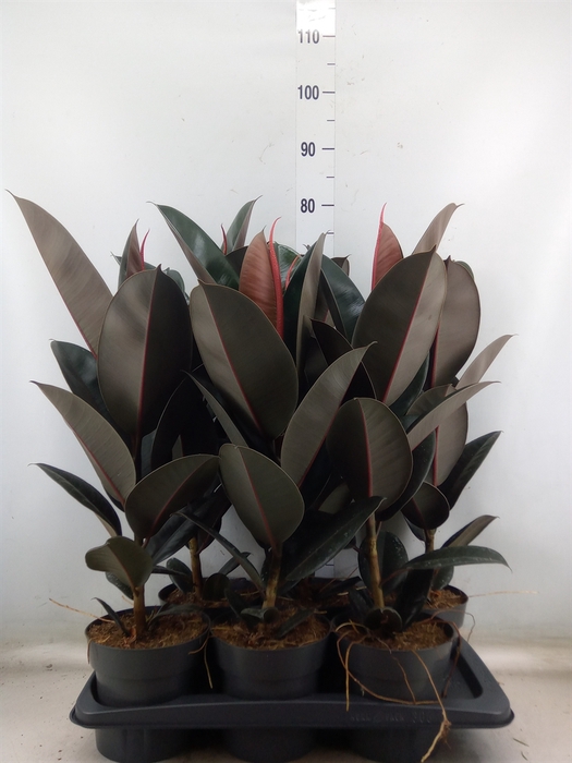 <h4>Ficus elastica 'Abidjan'</h4>