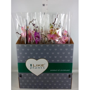 Phalaenopsis   ...mix