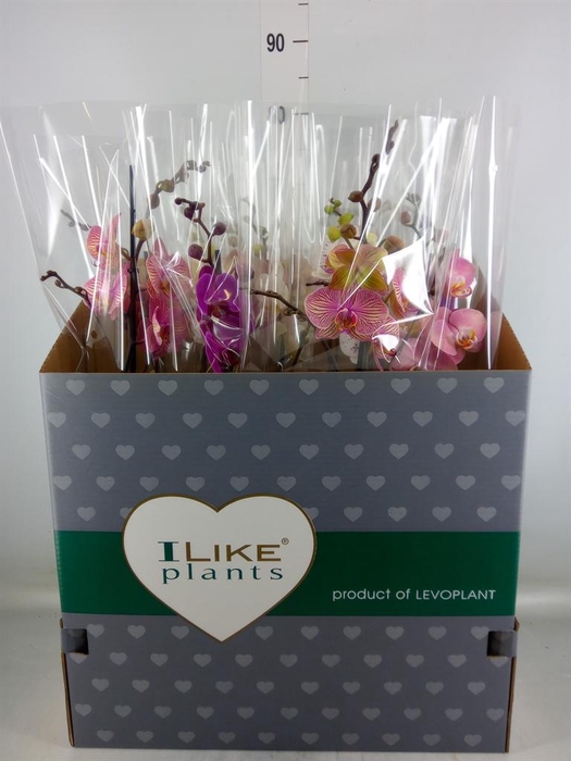 <h4>Phalaenopsis   ...mix</h4>