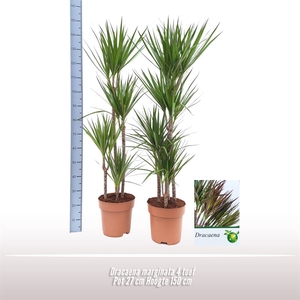 Dracaena marginata 4 toef