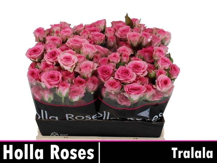 <h4>R Tr Tralala</h4>