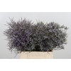 Limonium Sinense Safora Lilac