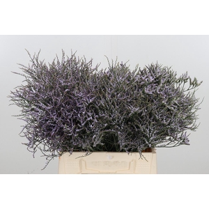 Limonium Saf Lilac
