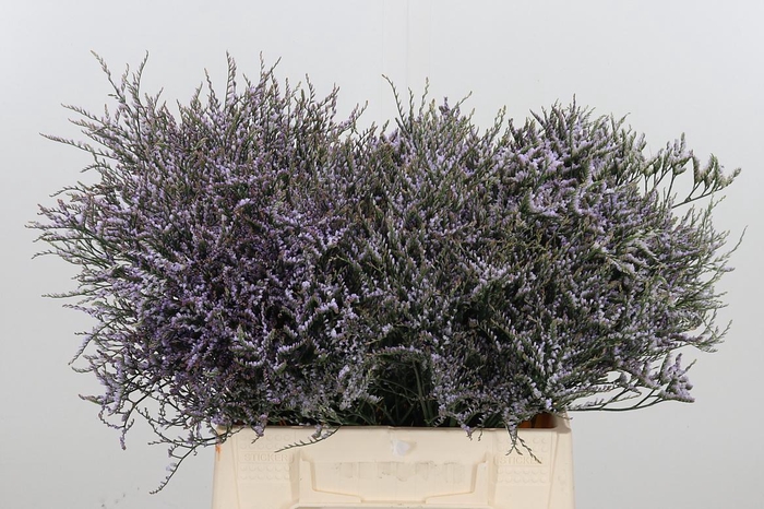 <h4>Limonium Saf Lilac</h4>