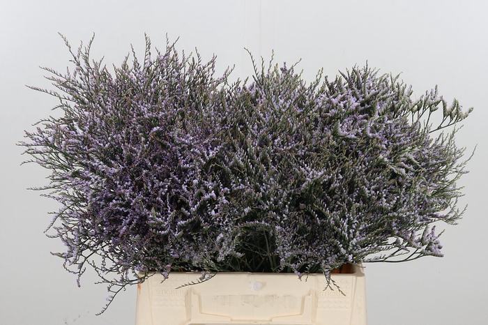 <h4>Limonium Sinense Safora Lilac</h4>