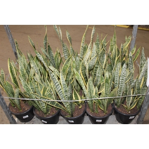 SANSEVIERIA TRIFASCIATA LAURENTII P24