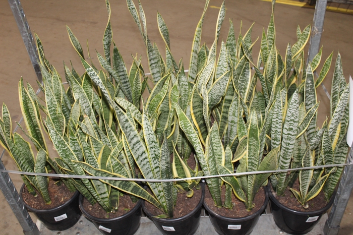 <h4>SANSEVIERIA TRIFASCIATA LAURENTII P24</h4>