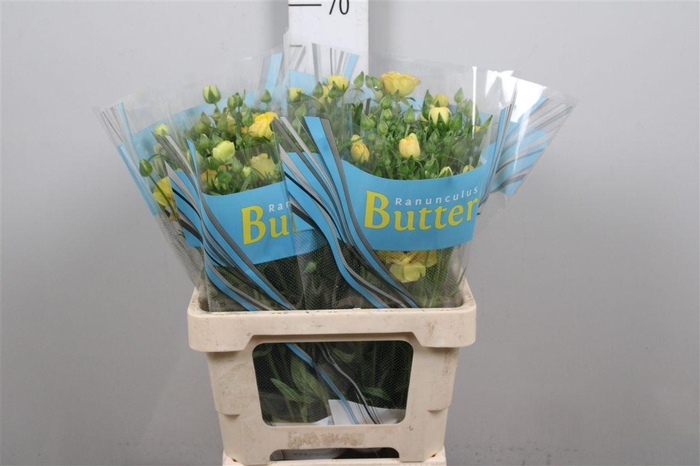 <h4>Ran Butterfly Lotis</h4>