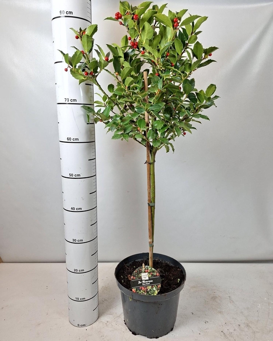 <h4>ILEX MES BLUE MAID</h4>