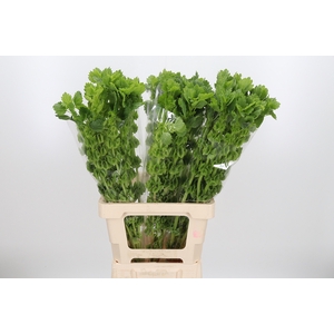 Moluccella Overig