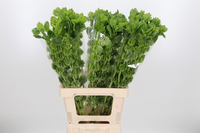 <h4>Moluccella Overig</h4>