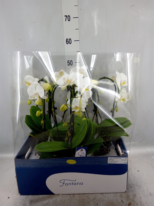 Phalaenopsis   ...white