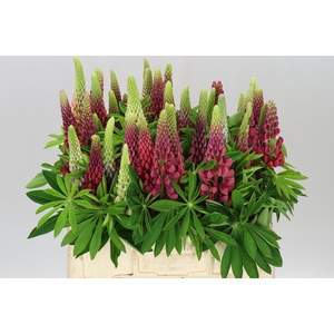 Lupinus Mixed