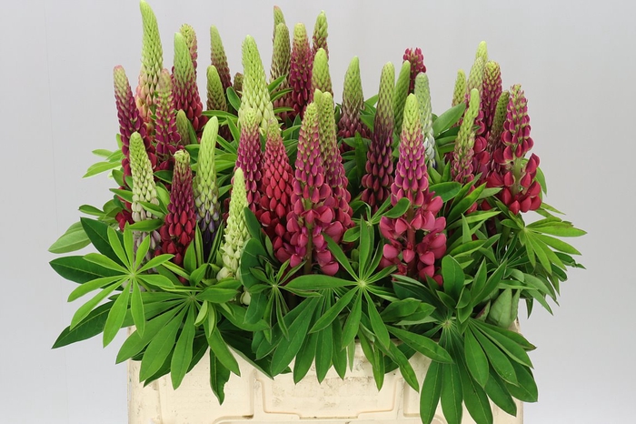 <h4>Lupinus Mixed</h4>