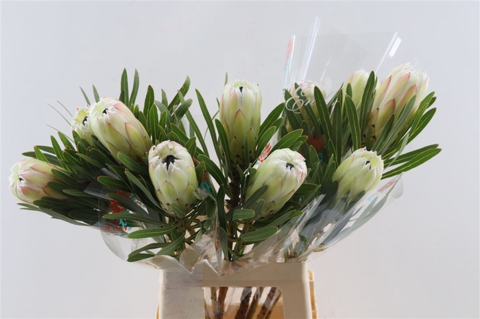 <h4>Protea White Night 70cm</h4>