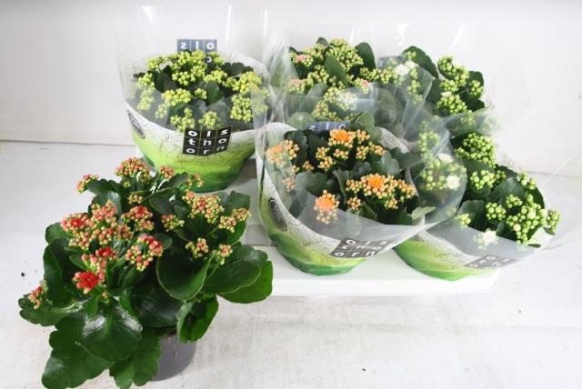 <h4>KAL GE GEM 5 KL</h4>