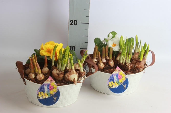 <h4>ARR TUINPLANTEN</h4>