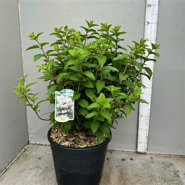 <h4>Hydrangea paniculata Bobo p35 / 20 ltr</h4>