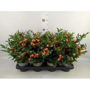 Solanum pseudocapsicum 'Bartoli'