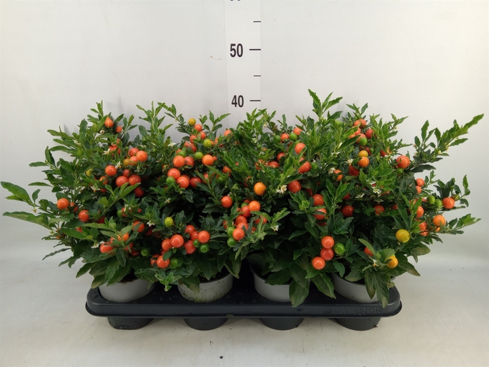 <h4>Solanum pseudocapsicum 'Bartoli'</h4>
