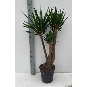 YUCCA
