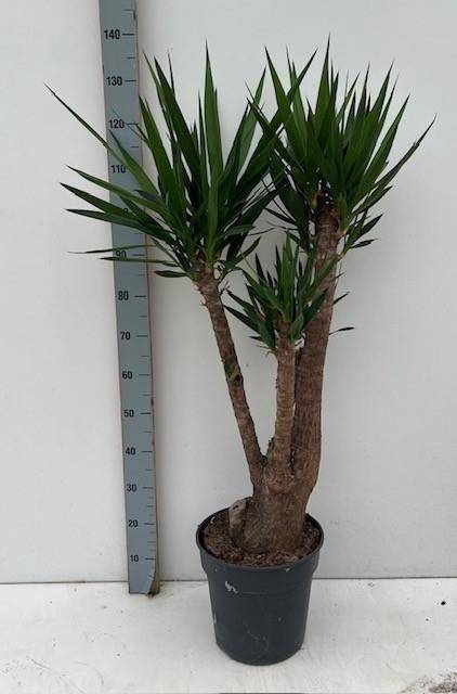 <h4>YUCCA</h4>