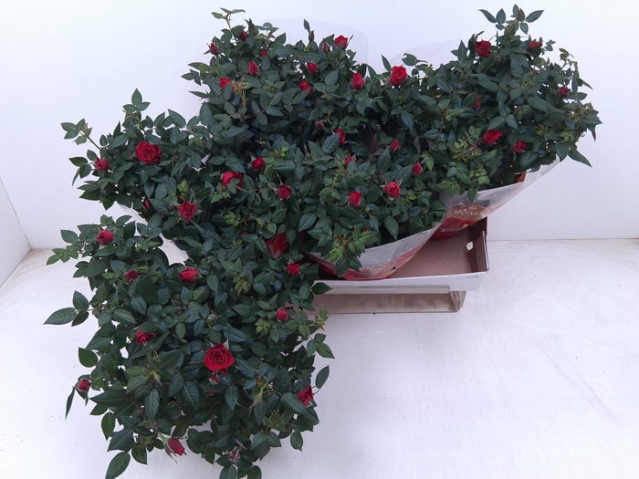 <h4>RO FAV RO RED</h4>