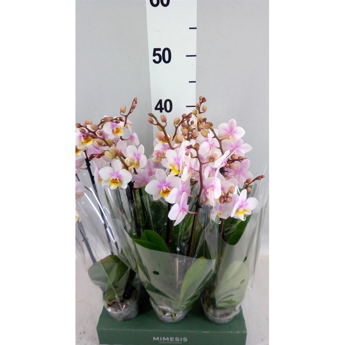 <h4>Phalaenopsis multi.   ...mix  4</h4>