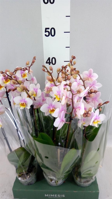Phalaenopsis multi.   ...mix  4