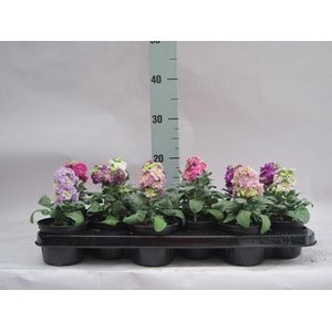 Matthiola incana   ...