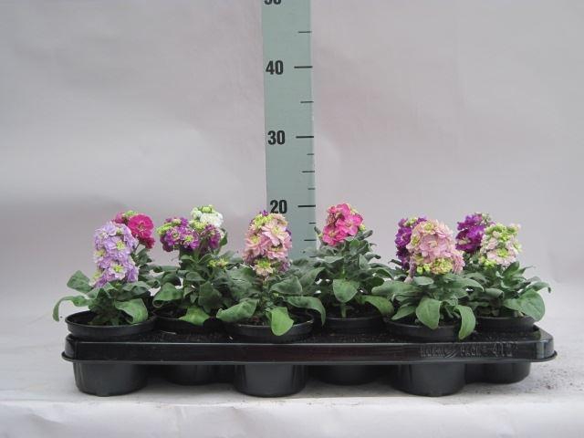 <h4>Matthiola incana   ...</h4>